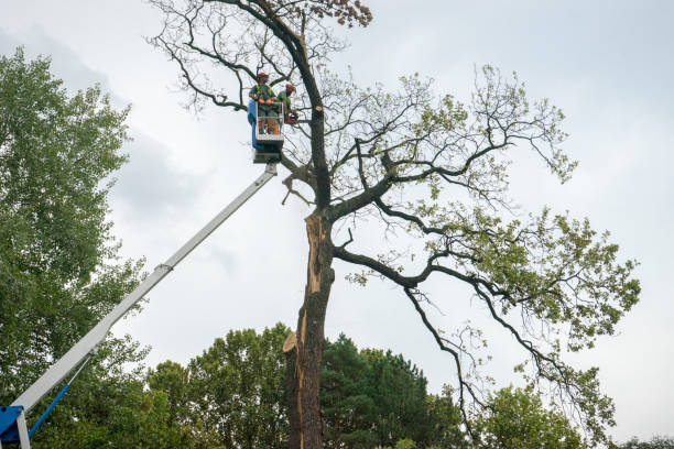 Why Choose Our Tree Removal Services in Bay Village, OH?